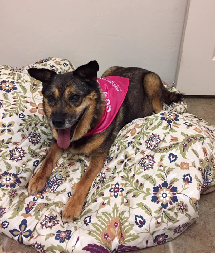 Adopt a friend: Jolly